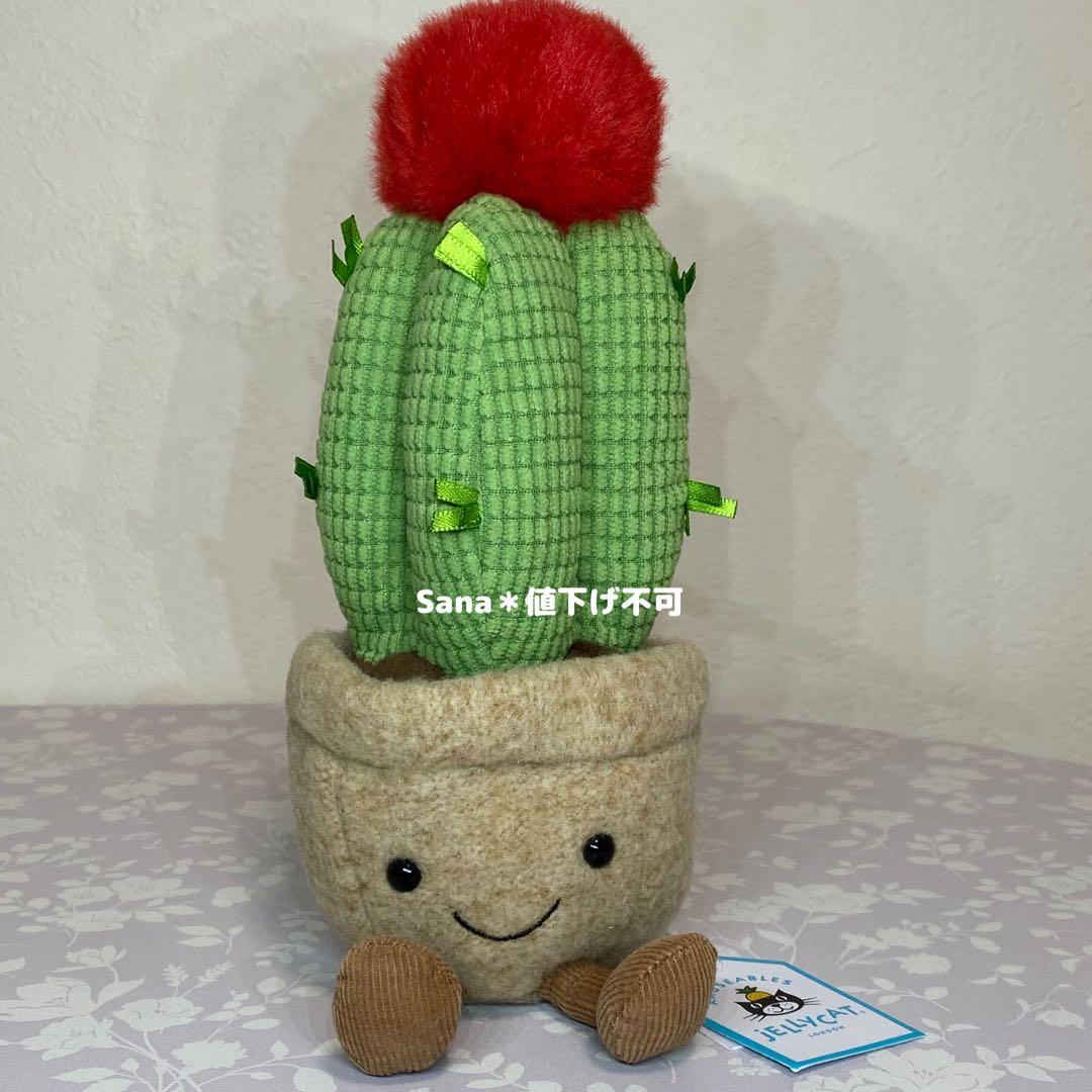 廃盤　新品　ジェリーキャット　緋牡丹　サボテン　観葉植物　植物　cactus