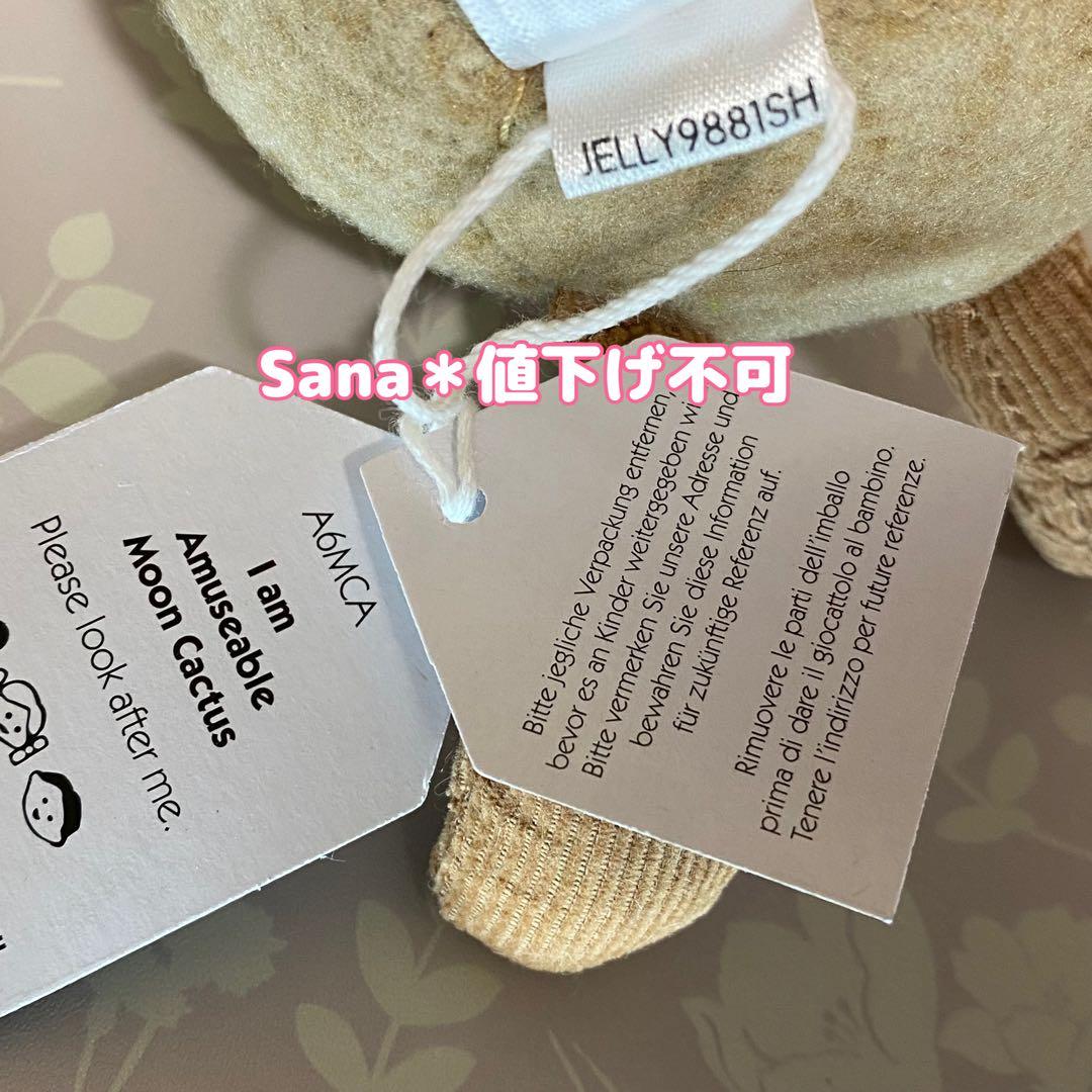 廃盤　新品　ジェリーキャット　緋牡丹　サボテン　観葉植物　植物　cactus