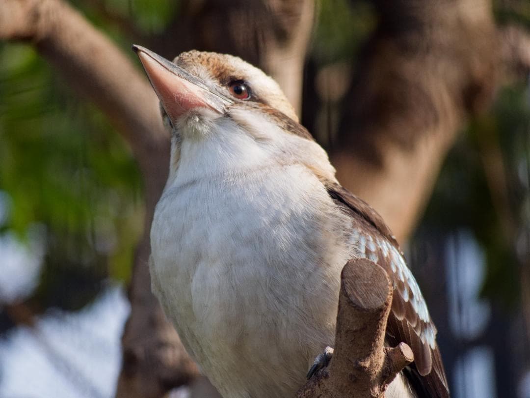 レンズ(ズーム) LUMIX G VARIO 45-200mm/F4.0-5.6