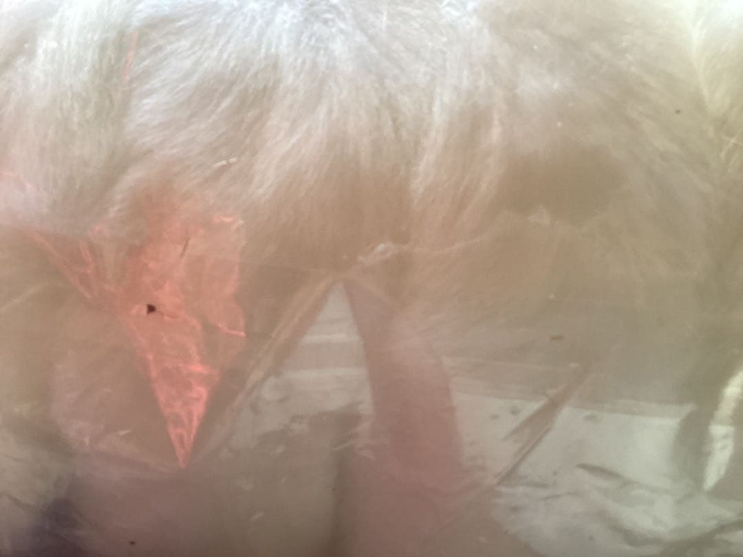 サンエックス　宝塚　リラックマ　ぬいぐるみ　2点