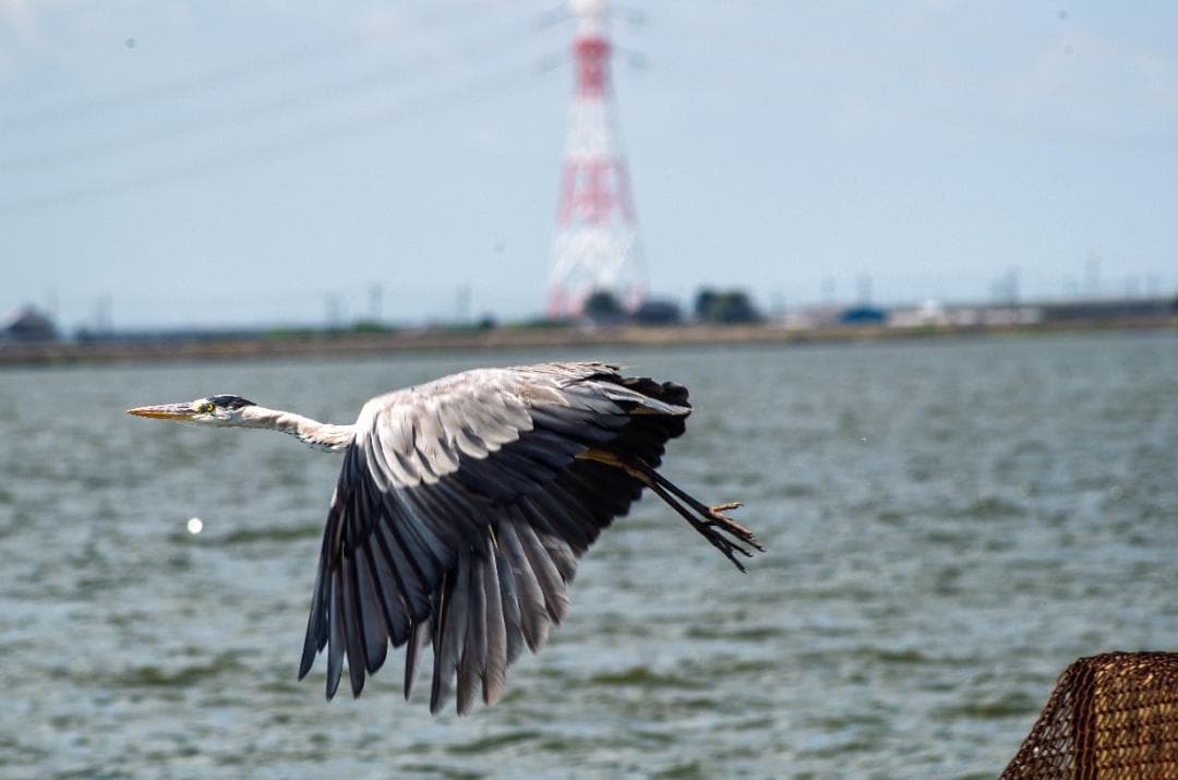 taktak様専用【黒死病対策】【内臓電池交換】PENTAX K-30 青 - メルカリ