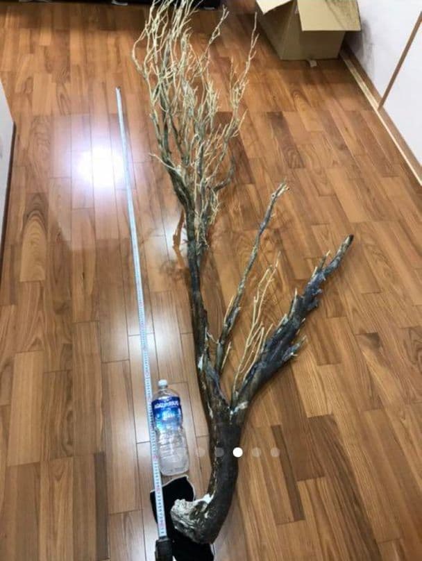 海松 深海松 レインボーコーラル 原木 珊瑚 希少 - メルカリ