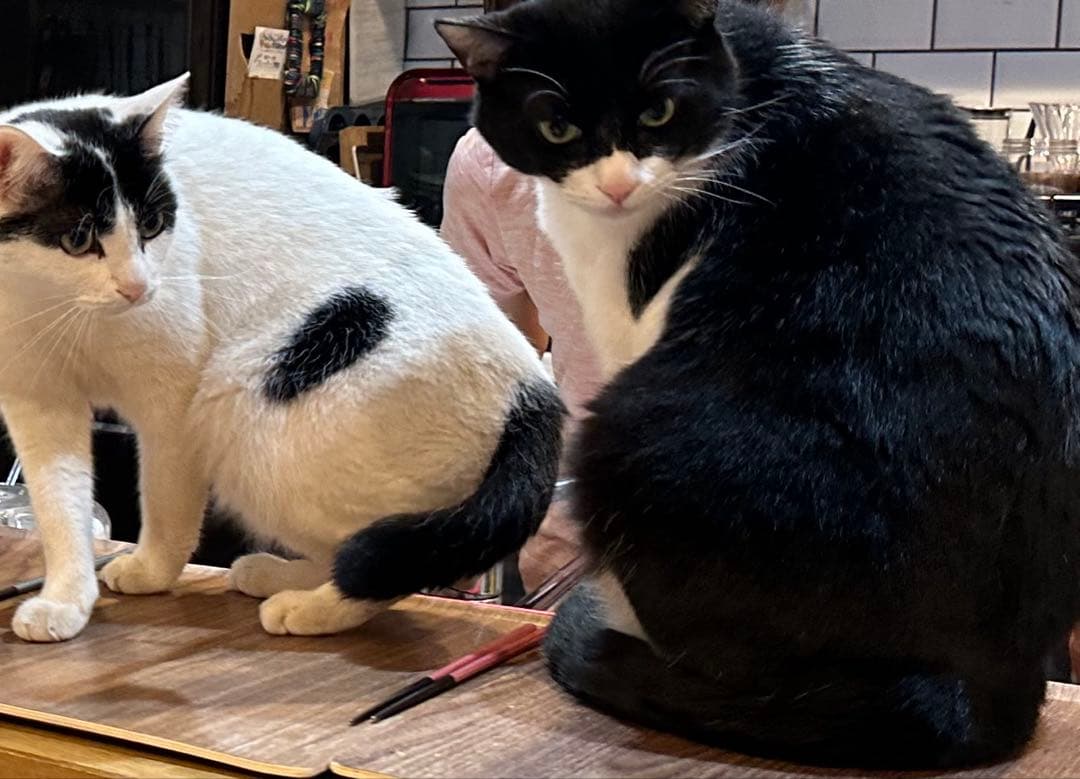 ggk　猫2 vongon polyprase POLYPHRASE – Vongon