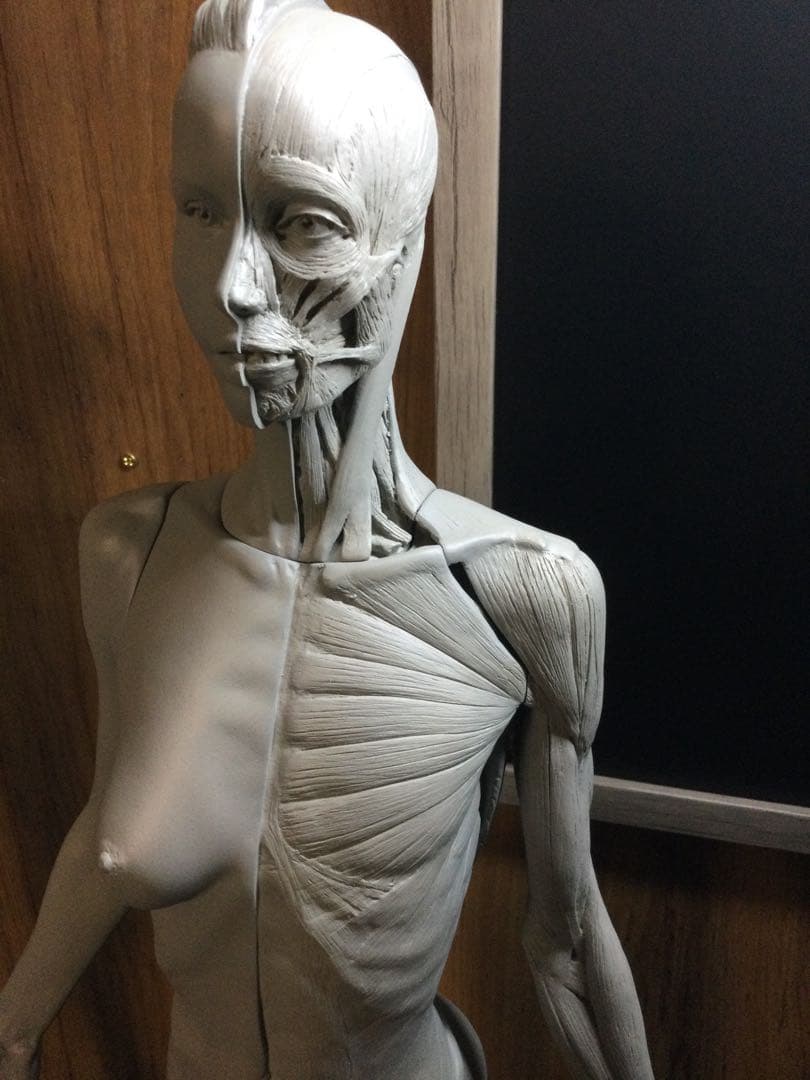 AnatomyTools アナトミーフィギュア　女性　1/3