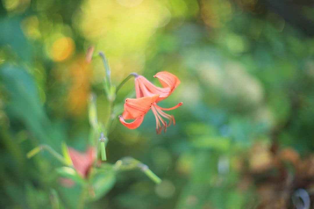 《希少》YASHICA LENS ML 50mm F1.4 後期型 【良品】