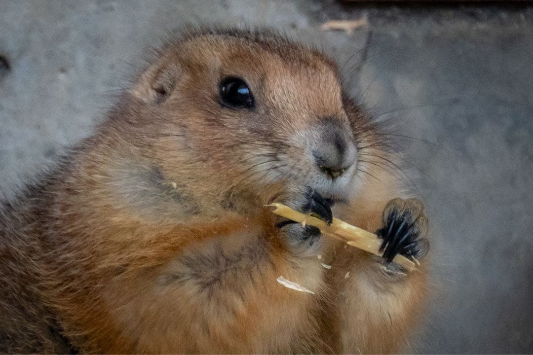 Sony E 55-210mm F4.5-6.3 OSS ズームレンズ