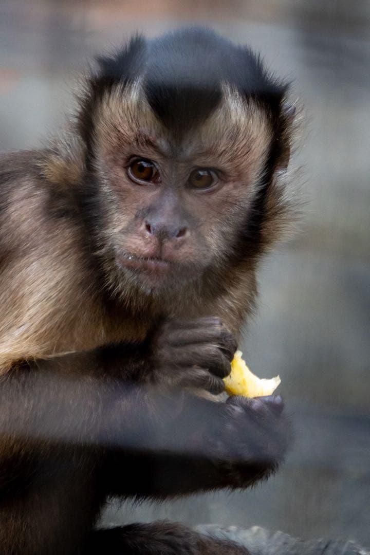 Sony E 55-210mm F4.5-6.3 OSS ズームレンズ