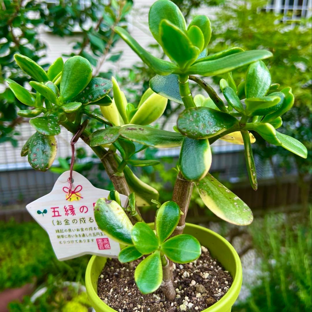 金のなる木 黄金花月錦 斑入り多肉植物 金運☆縁起の良い - メルカリ