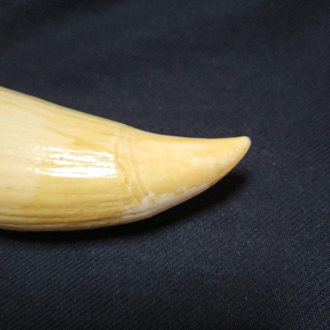 ☆ マッコウクジラ 鯨牙292.6g天然素材 印材 鯨牙 鯨歯