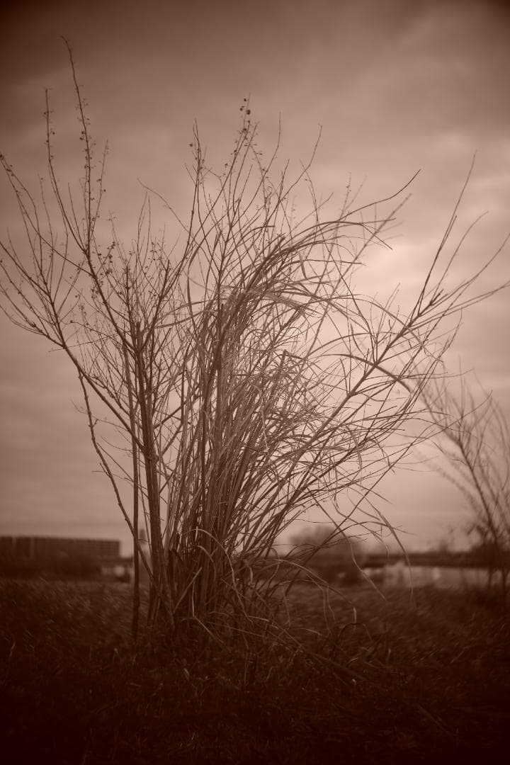 限界値下げ！Som Berthiot Cinor 50mm f3.5 M改 銘玉 - メルカリ