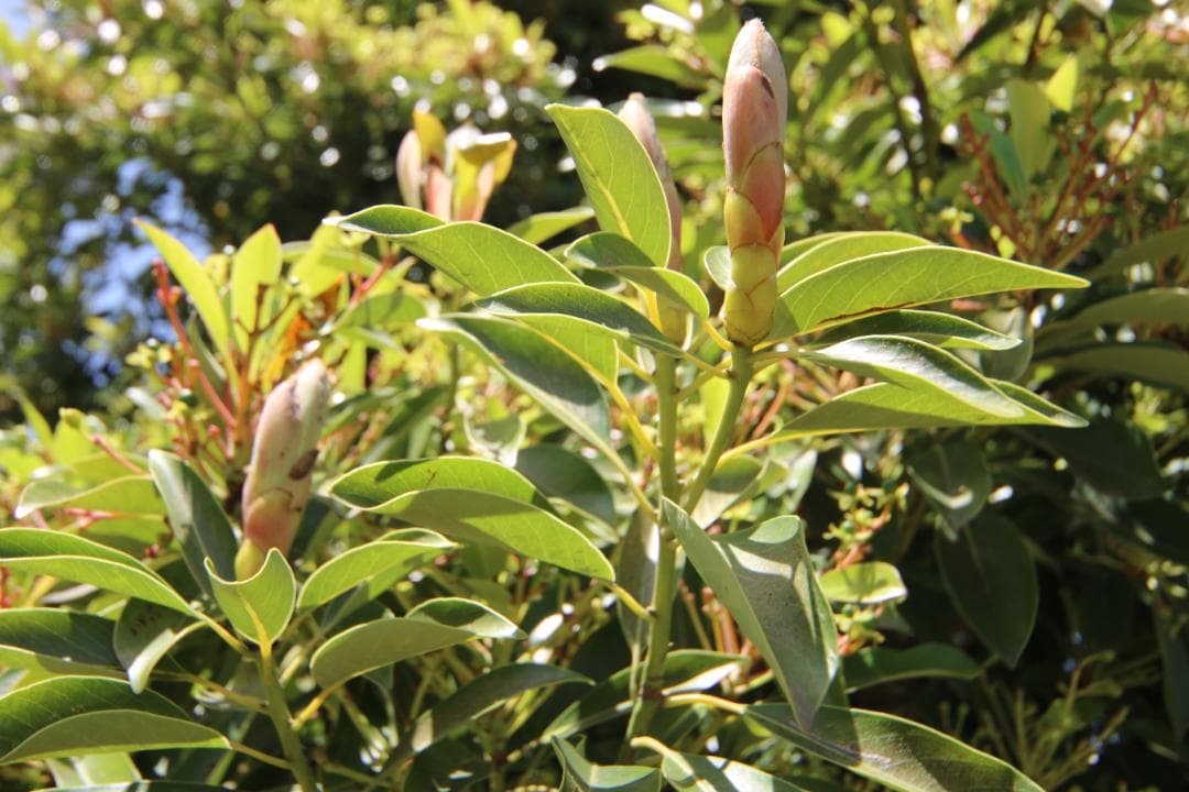 ⭐️美品⭐️SIGMA12-24mm f4.5-5.6 DG HSM キャノン用