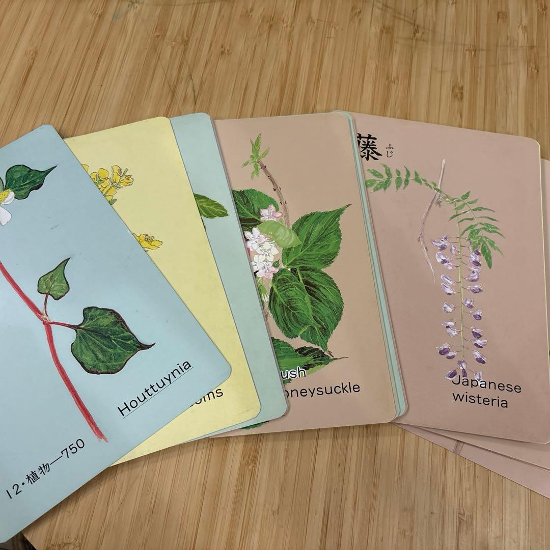 家庭保育園 たのしい絵カード 家庭保育園 絵カード ABC フラッシュ