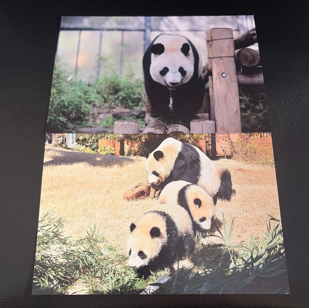 パンダ ポストカード 上野動物園 公式 受注販売 シャオシャオレイレイ