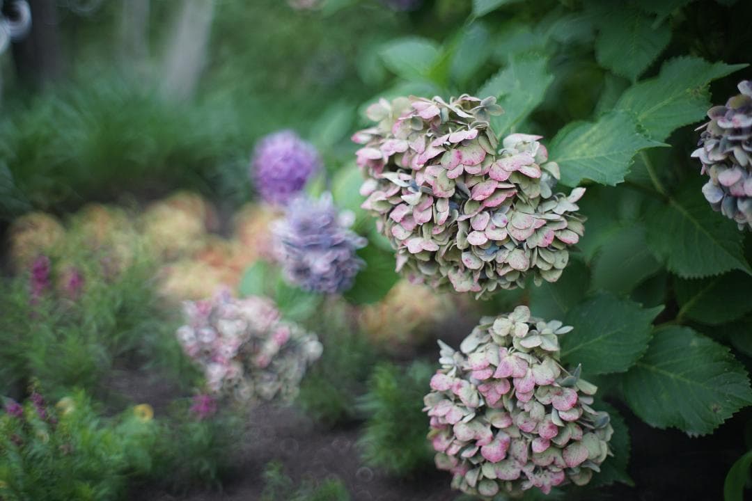 ◎宝石レンズ◎ PENTAX Super Takumar 55mm F1.8 Pentax Super-Takumar 55mm F1.8 機種の見分け方と整備方法 – レンズ