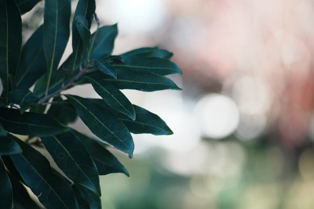 整備＆テスト済】Nikon SERIES E 100mm F2.8 873 - メルカリ