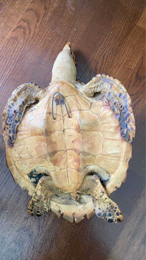 タイマイ ウミガメ剥製 国際希少野生動植物種登録票有 - メルカリ