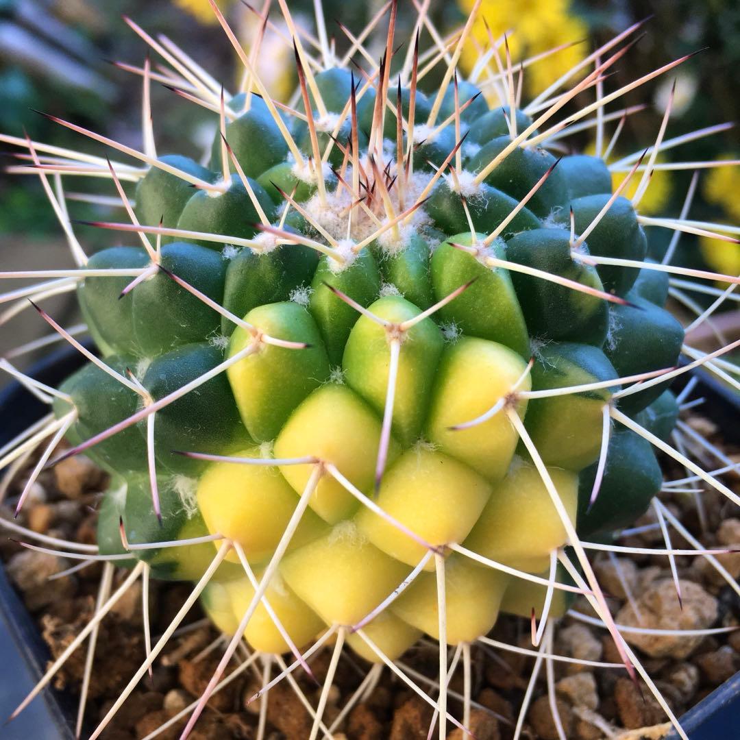 激安】白竜丸錦 大株 斑入り 極上品 高級 レア ハクリュウマル