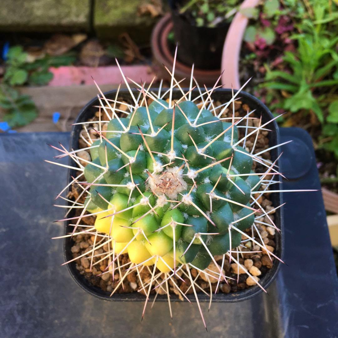 激安】白竜丸錦 大株 斑入り 極上品 高級 レア ハクリュウマル