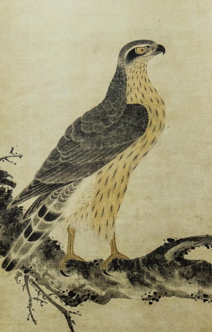 掛軸-1011 土岐頼芸 鷹図 印刷工芸作品 土岐の鷹 国盗り物語 - メルカリ