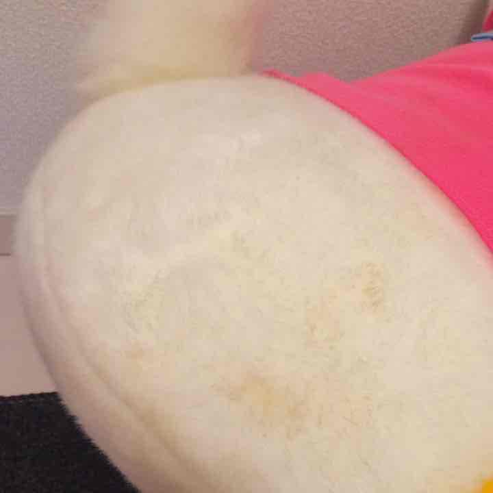 36000円！特大！ドナルド ディジー ぬいぐるみ ディズニー限定