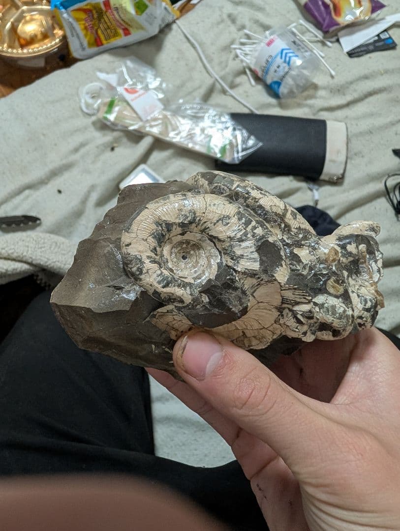 アンモナイト化石 手のひらサイズ