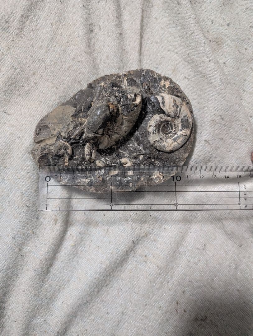 アンモナイト化石 手のひらサイズ