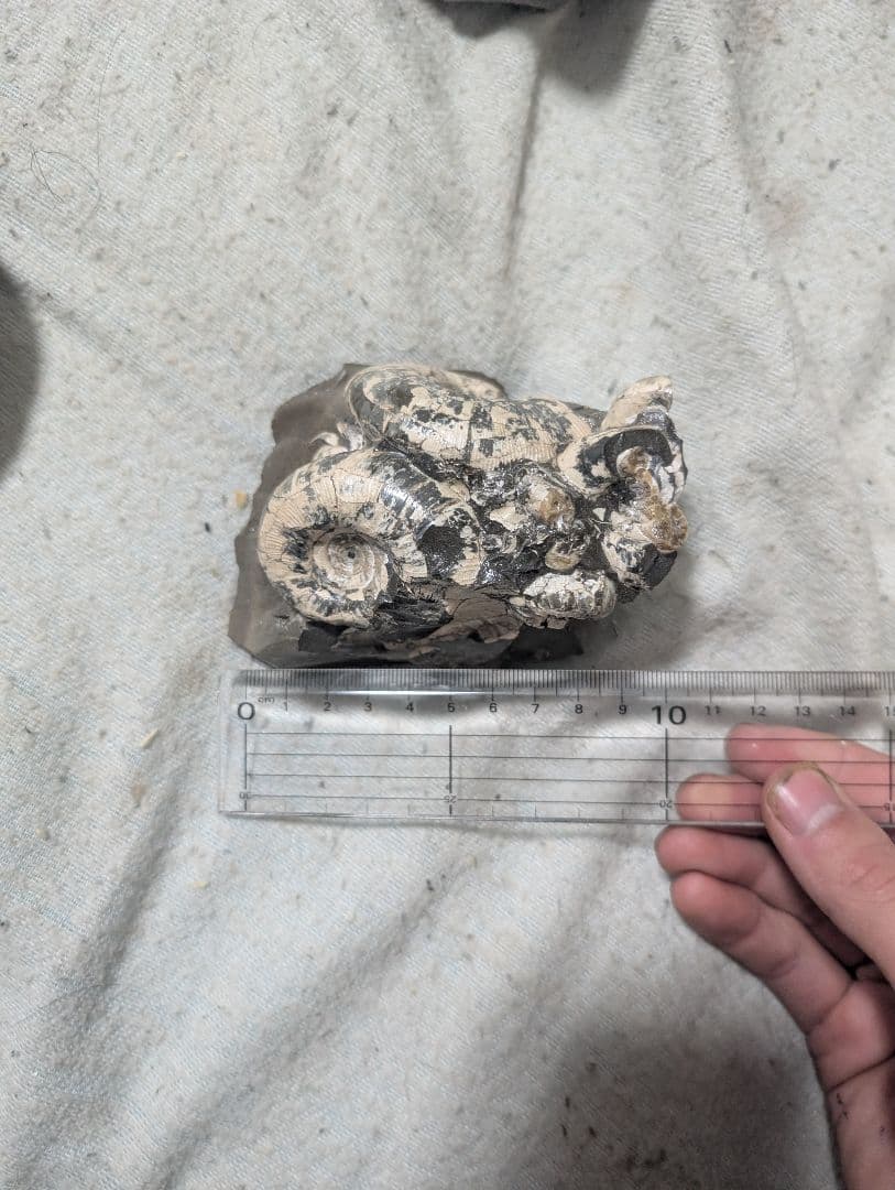 アンモナイト化石 手のひらサイズ