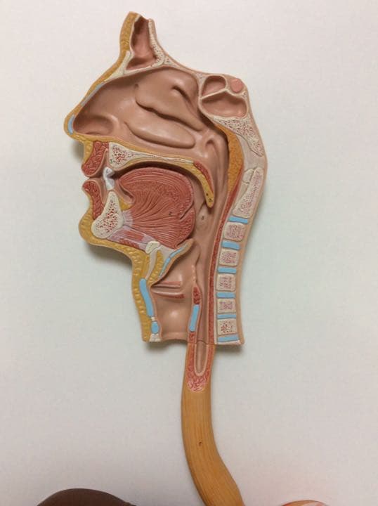 人体模型 消化器系，3分解モデル 3B Smart Anatomy - メルカリ