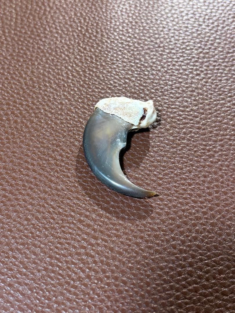 熊の爪①｜Asiatic Black Bear Claw - メルカリ