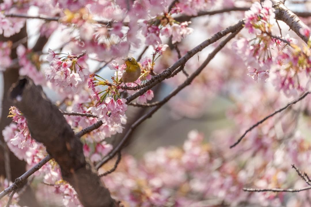 新品同様！超望遠ズーム！TAMRON 70-300mm F4.5-6.3