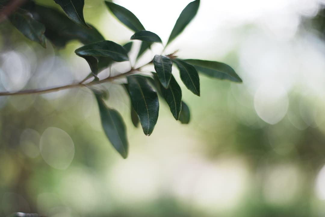 極美品】Carl Zeiss Planar 50mm F1.4 MMJ 374 - メルカリ