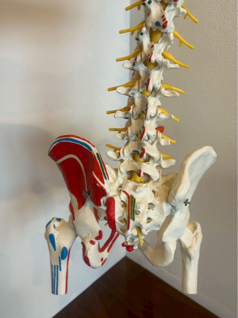 脊柱可動型モデル　3B 美品　スタンド付き