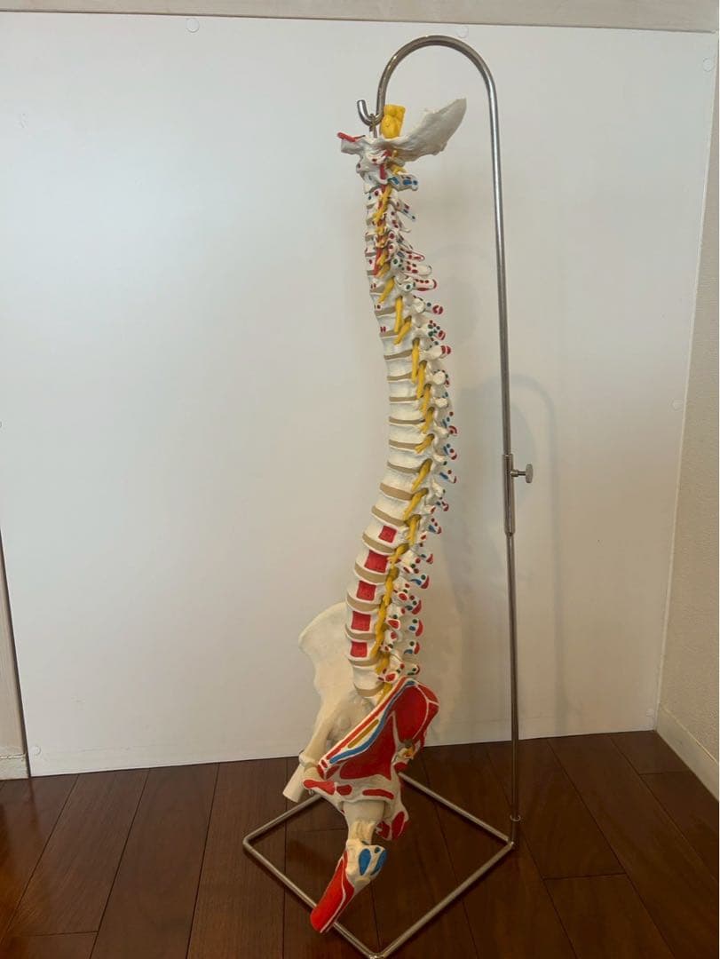 脊柱可動型モデル　3B 美品　スタンド付き