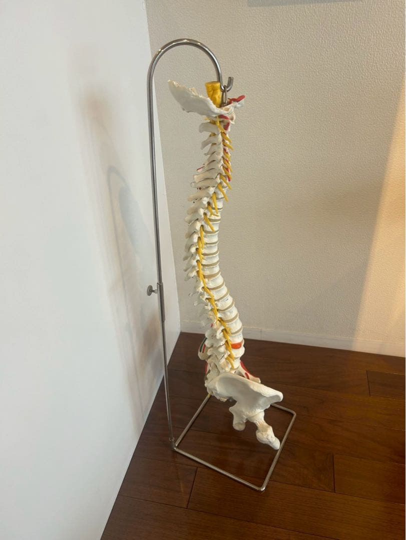 脊柱可動型モデル　3B 美品　スタンド付き