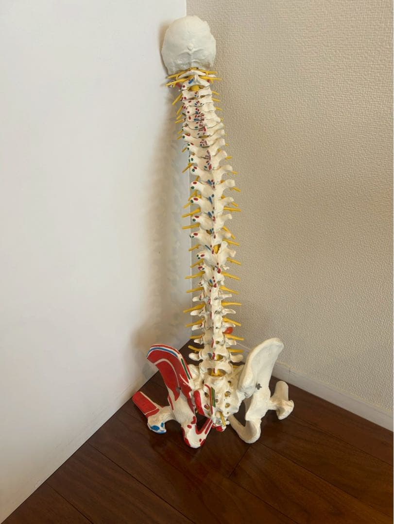 脊柱可動型モデル　3B 美品　スタンド付き
