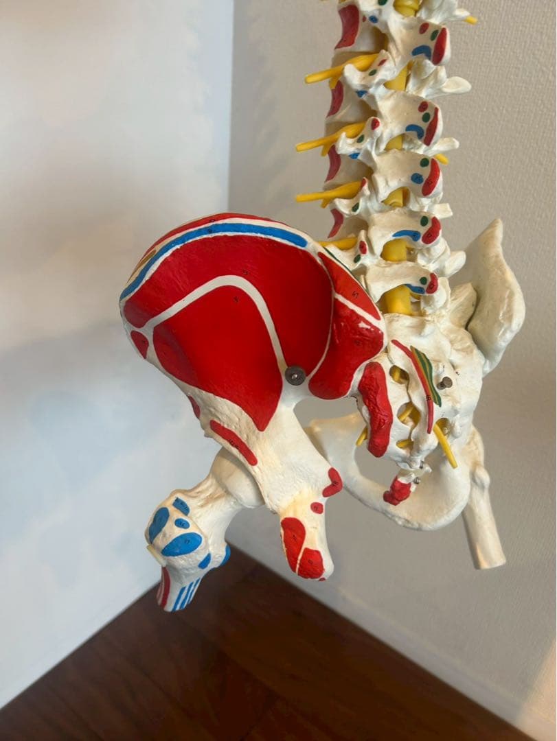 脊柱可動型モデル　3B 美品　スタンド付き