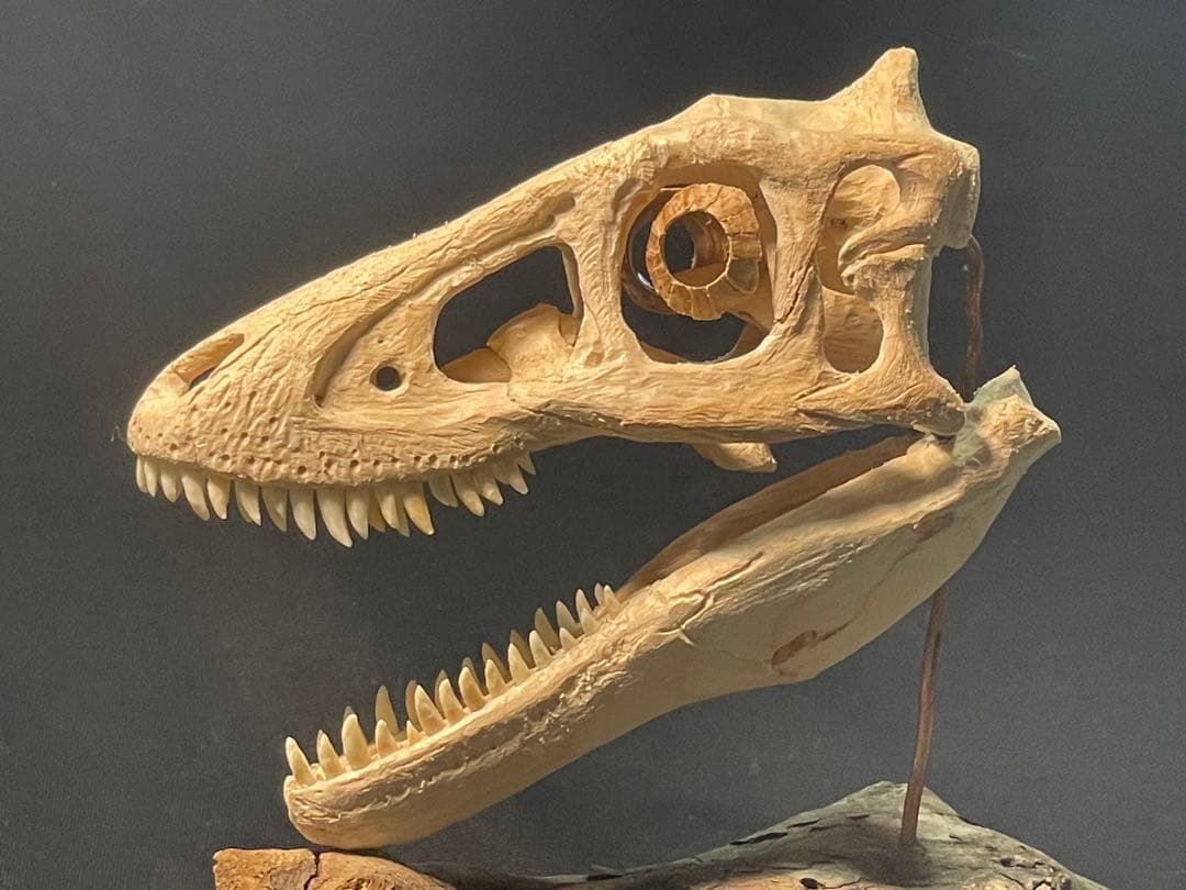 木彫　恐竜　ティラノサウルス　レックス　幼体　頭骨模型　11cm 木彫 恐竜 ティラノサウルス レックス 幼体 頭骨模型 11cm - メルカリ