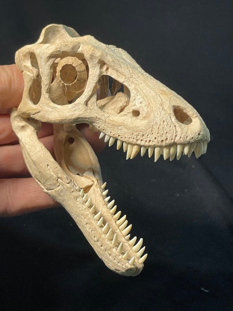 木彫 恐竜 ティラノサウルス レックス 幼体 頭骨模型 11cm - メルカリ