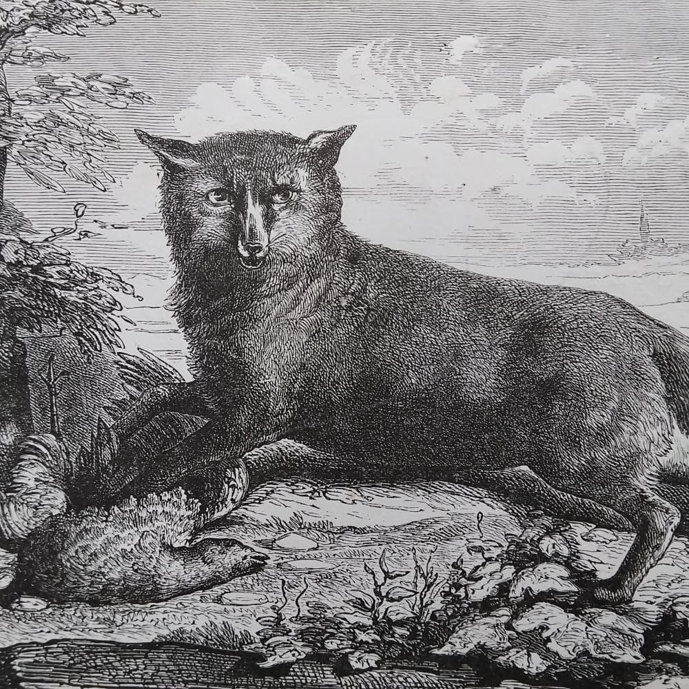 キツネの図版フランスアンティーク版画1880年動物博物画額縁