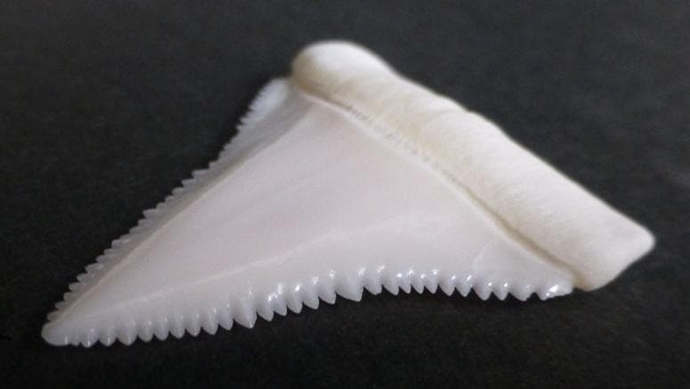 ホホジロザメ（C. carcharias）の歯（A’級）39.7mm