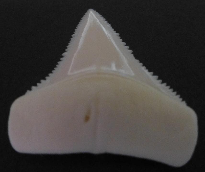 ホホジロザメ（C. carcharias）の歯（A’級）39.7mm