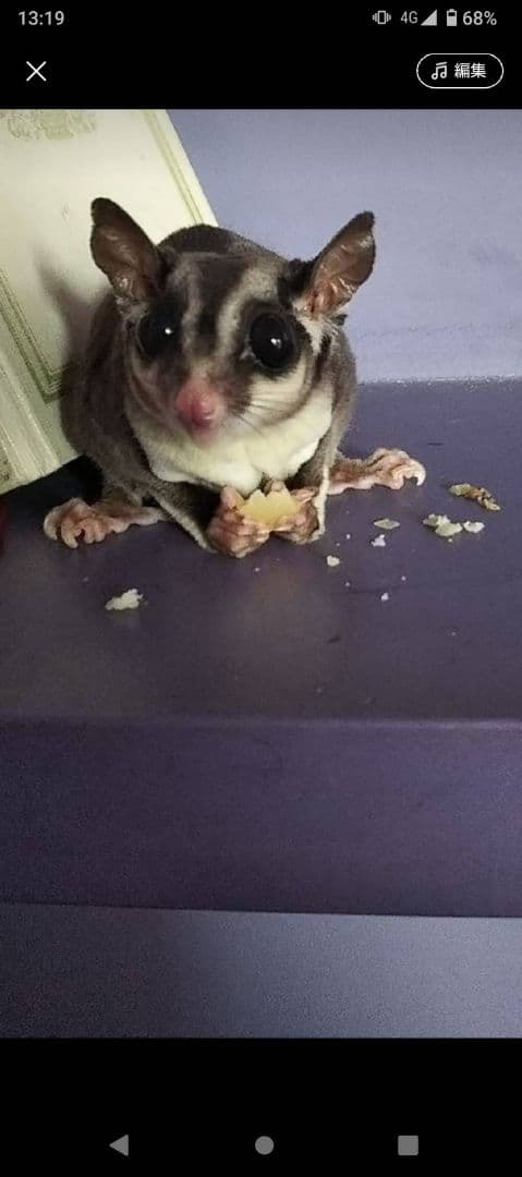 スウィフト・グライダー グレーと白