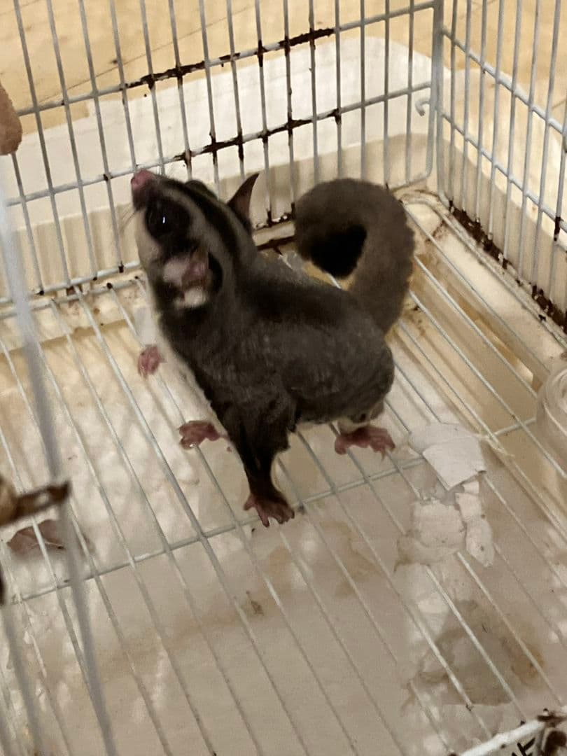 スウィフト・グライダー グレーと白