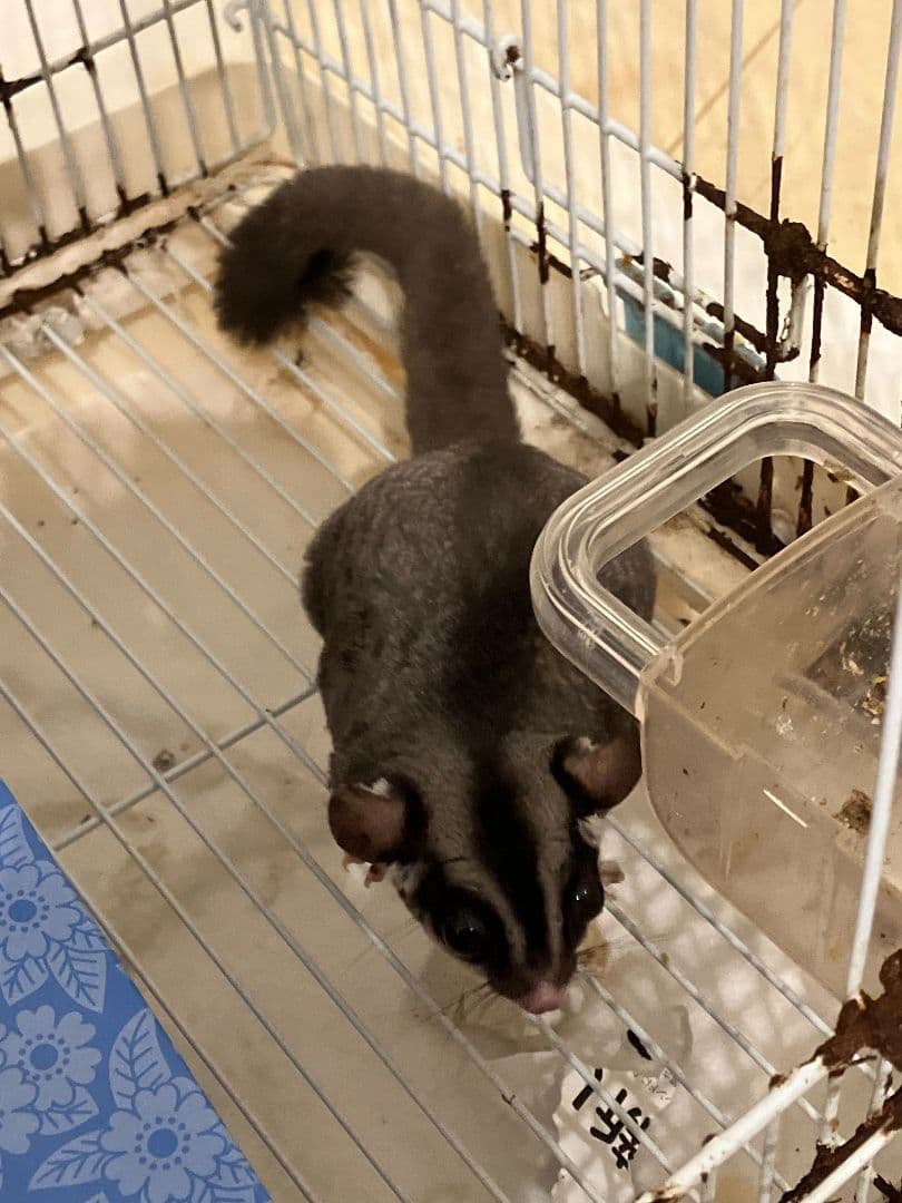 スウィフト・グライダー グレーと白