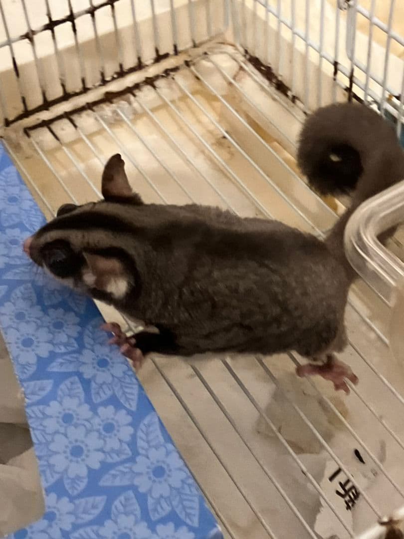 スウィフト・グライダー グレーと白