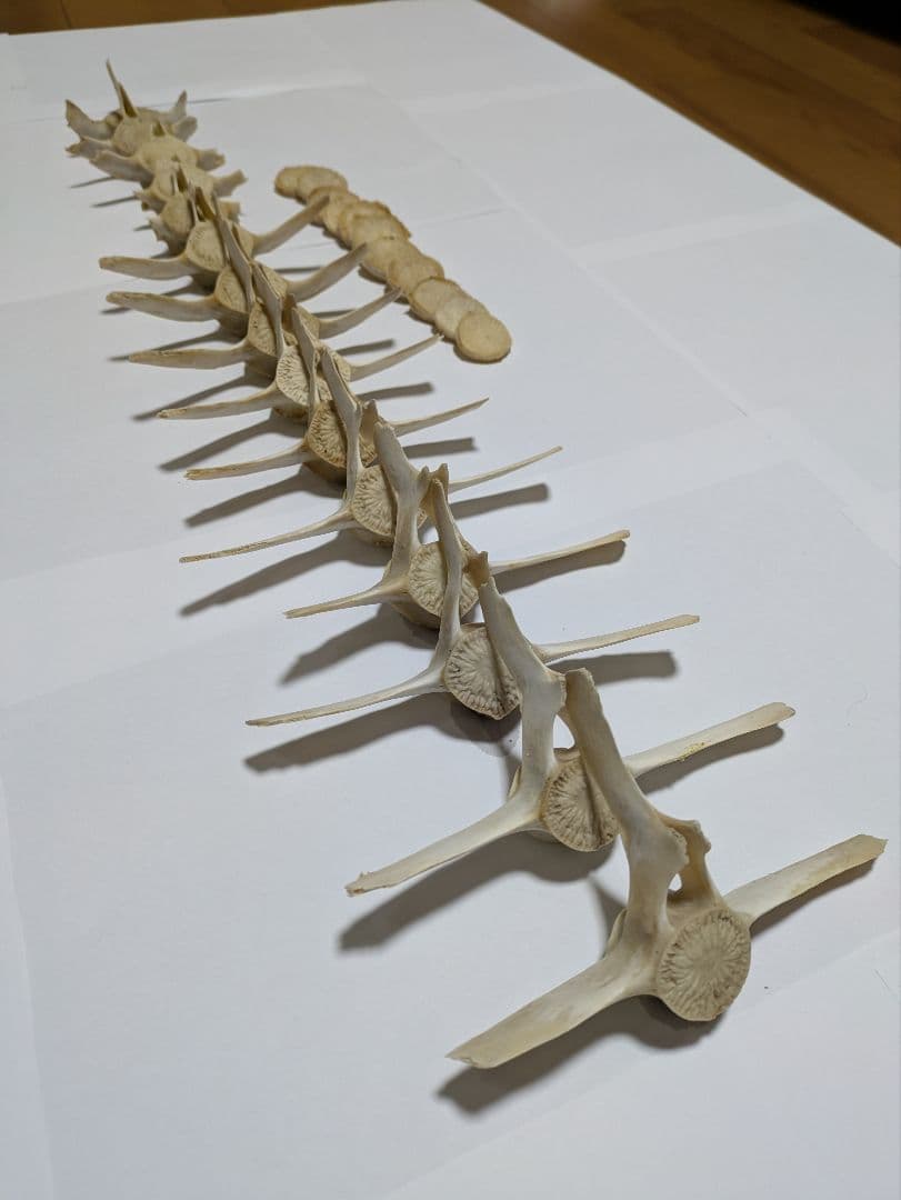 希少】イルカ 骨 15本セット 背骨 椎骨 標本 骨格標本 イルカの骨
