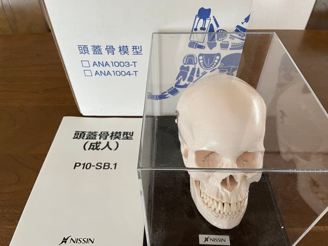 NISSIN 歯牙取外し可能 頭蓋骨模型