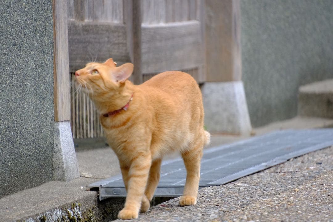 TAMRON 18-300 mm F3.5-6.3 Xマウント