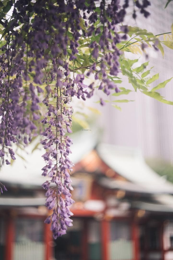 SALE！虹の出る癖玉！Leica Summar 50mm f2 オールドレンズ - メルカリ