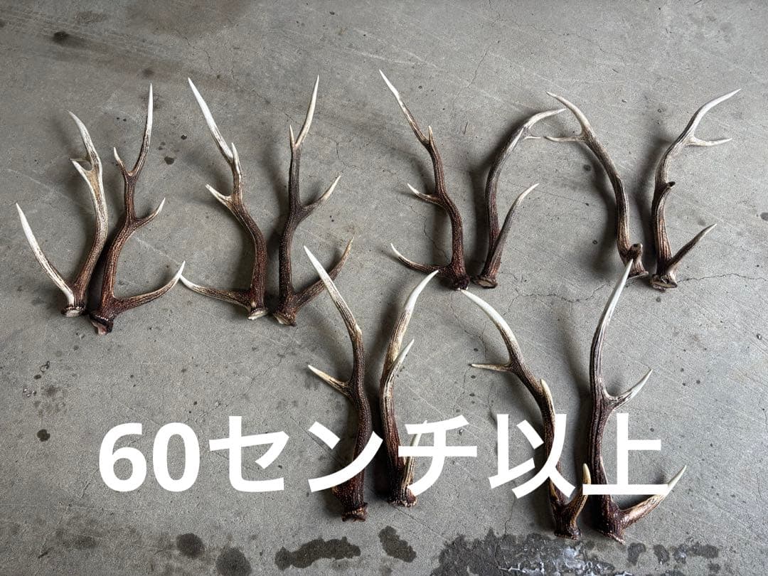 有害駆除対象鳥獣　エゾ鹿の角 複数セット 有害駆除対象鳥獣 エゾ鹿の角 複数セットの通販はau PAY マーケット